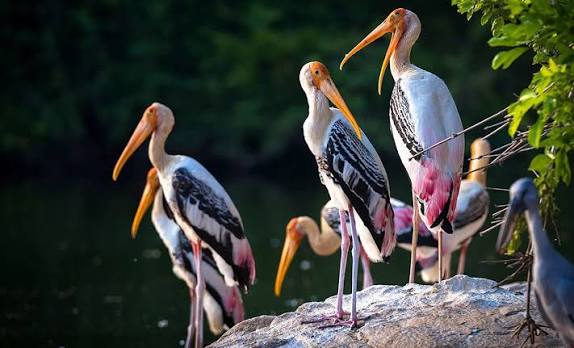 Bird watching around Ranthambore