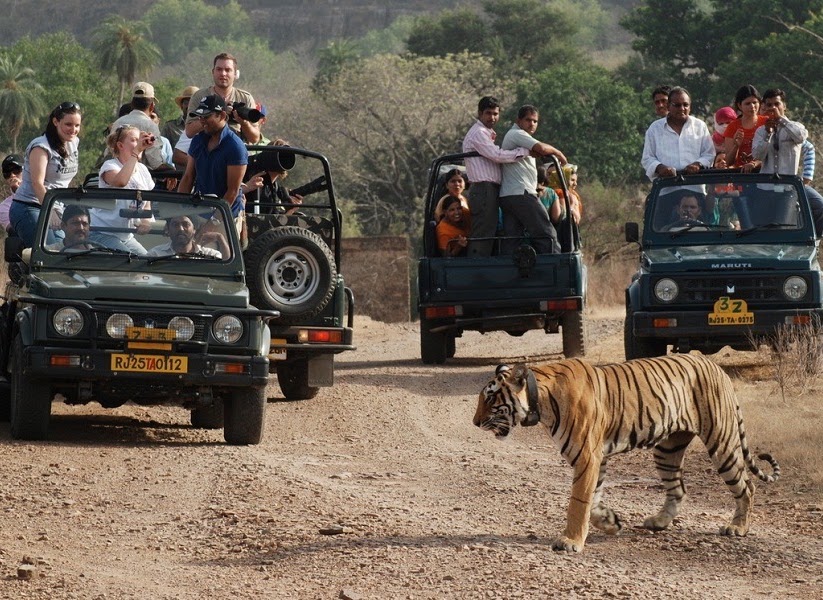 Tiger seen during a safari in Ranthambore National Park