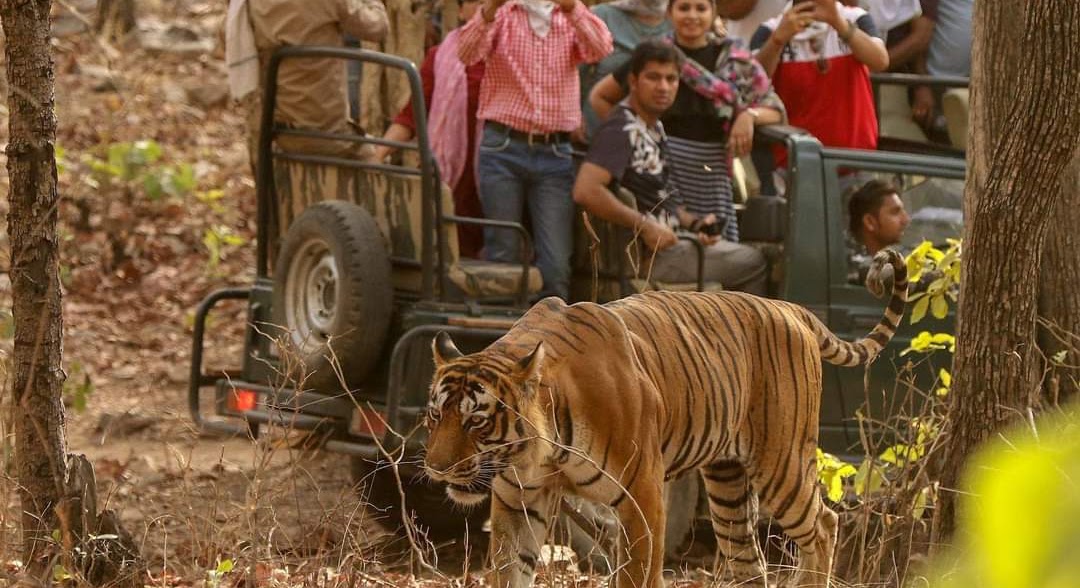 Safari jeep inside Ranthambore National Park