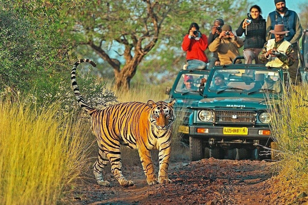 Canter and gypsy tiger safari in Ranthambore